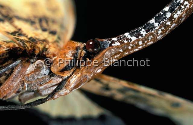 Pyrops astarte.JPG - in "Portraits d'insectes" ed. SeuilPyrops astarteFulgorePlanthopperHemipteraFulgoridaeThailande